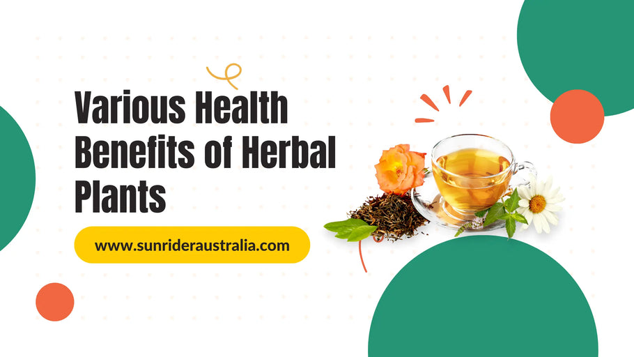 Various Health Benefits of Herbal Plants